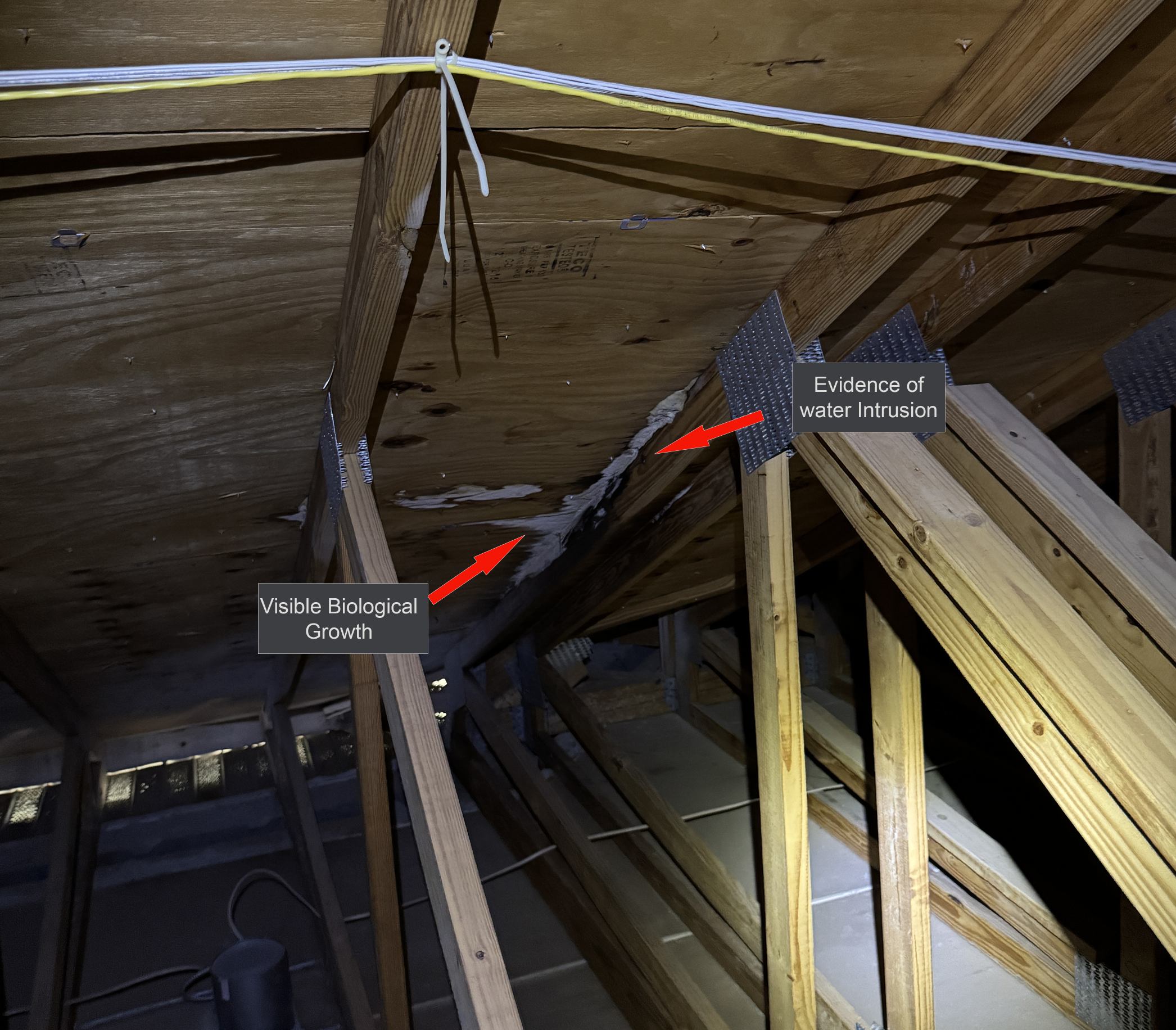 Attic inspection showing evidence of water intrusion and visible biological growth beneath a tile roof in